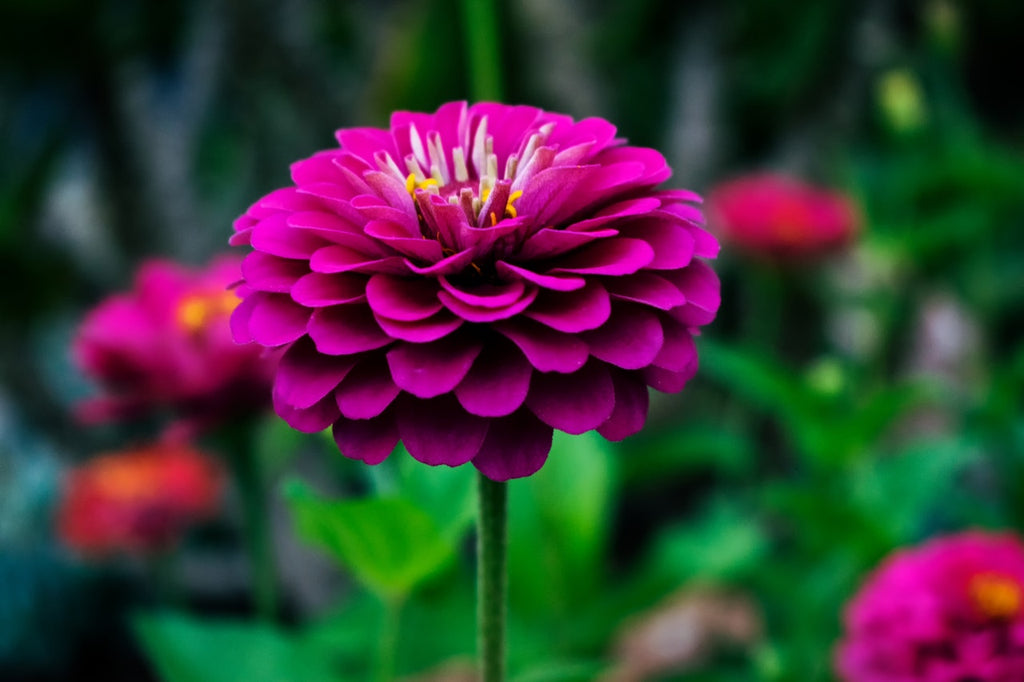 Feature Flower Friday Dahlias The Garden of Eden Flower Shop