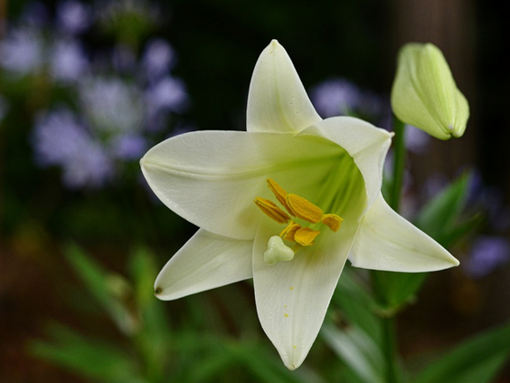 Easter Lilies – The Garden of Eden Flower Shop Easter Lilies – The Garden of Eden Flower Shop