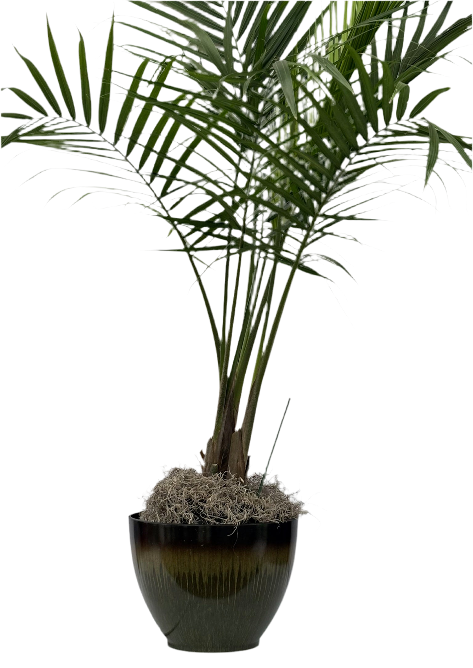 planting a majesty palm Majesty Palm