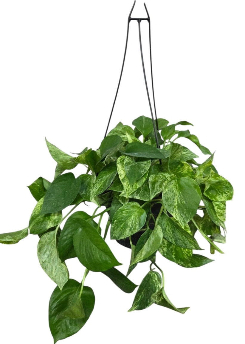 efeutute golden pothos Golden Pothos (Epipremnum aureum) – The Garden of Eden Flower Shop