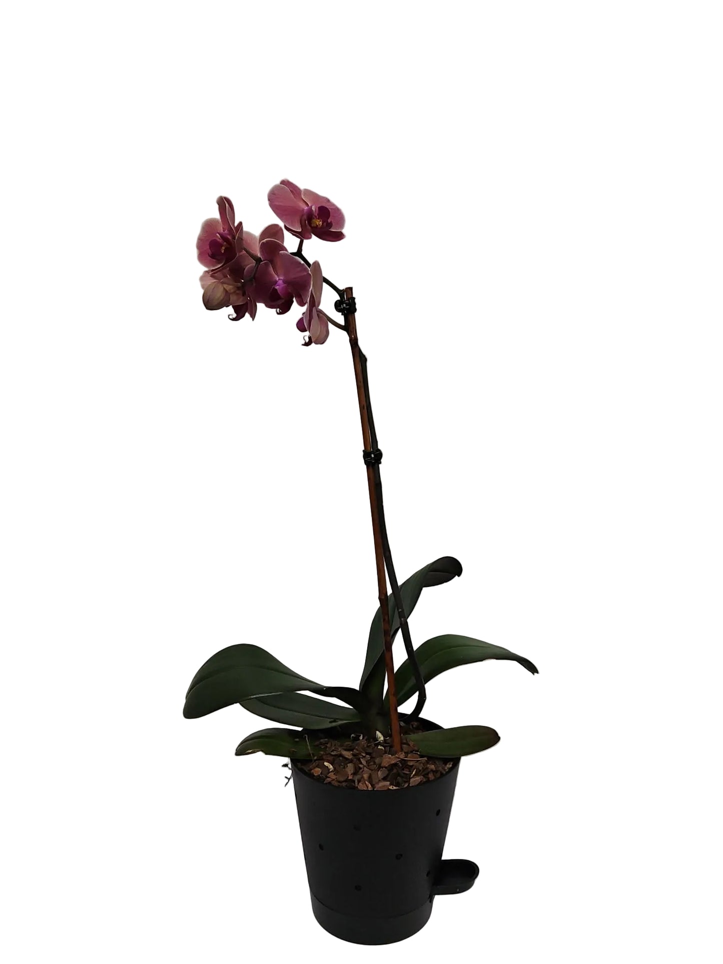 Phalaenopsis Orchid Plant