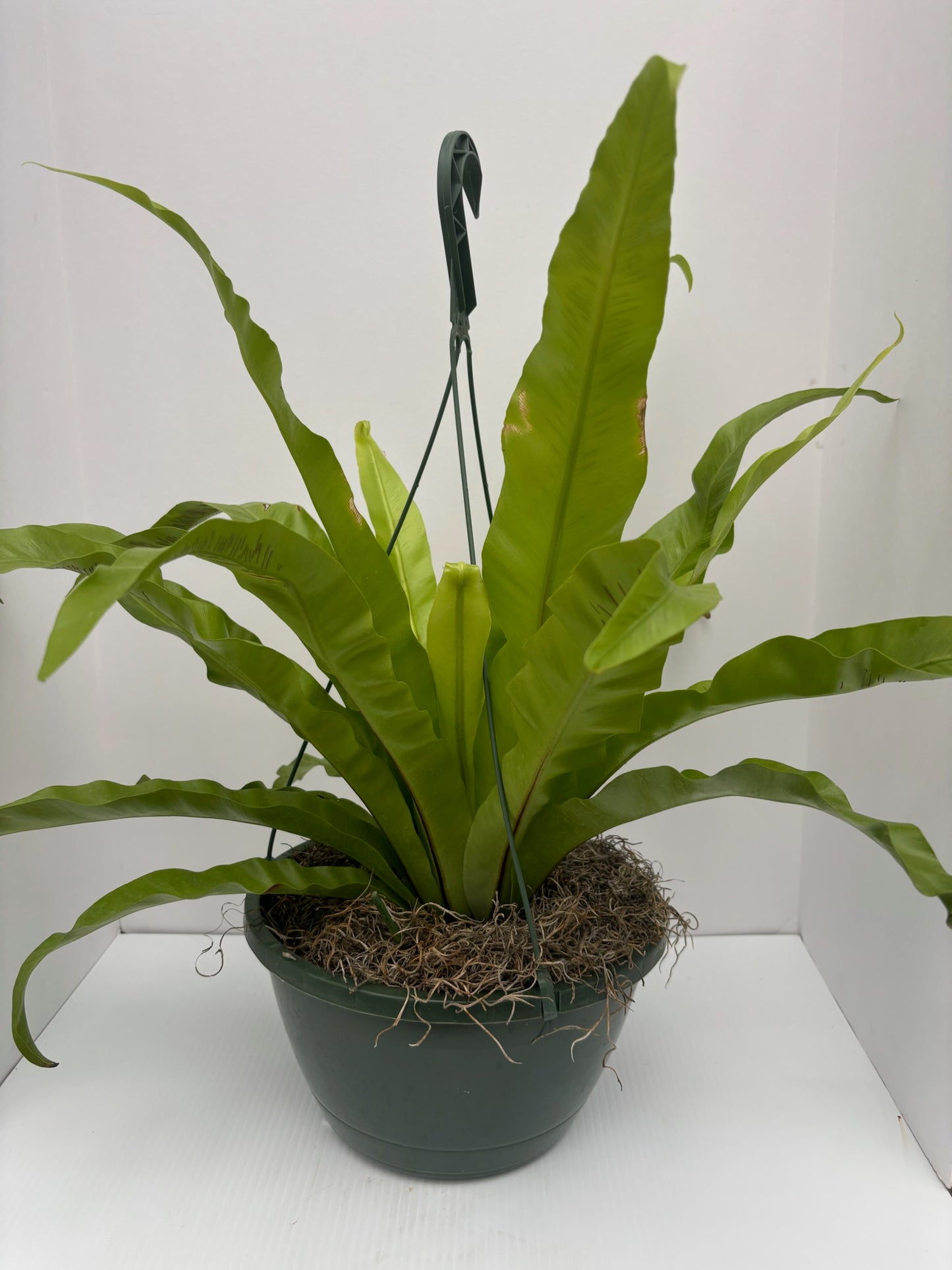 Bird's Nest Fern (Asplenium nidus)