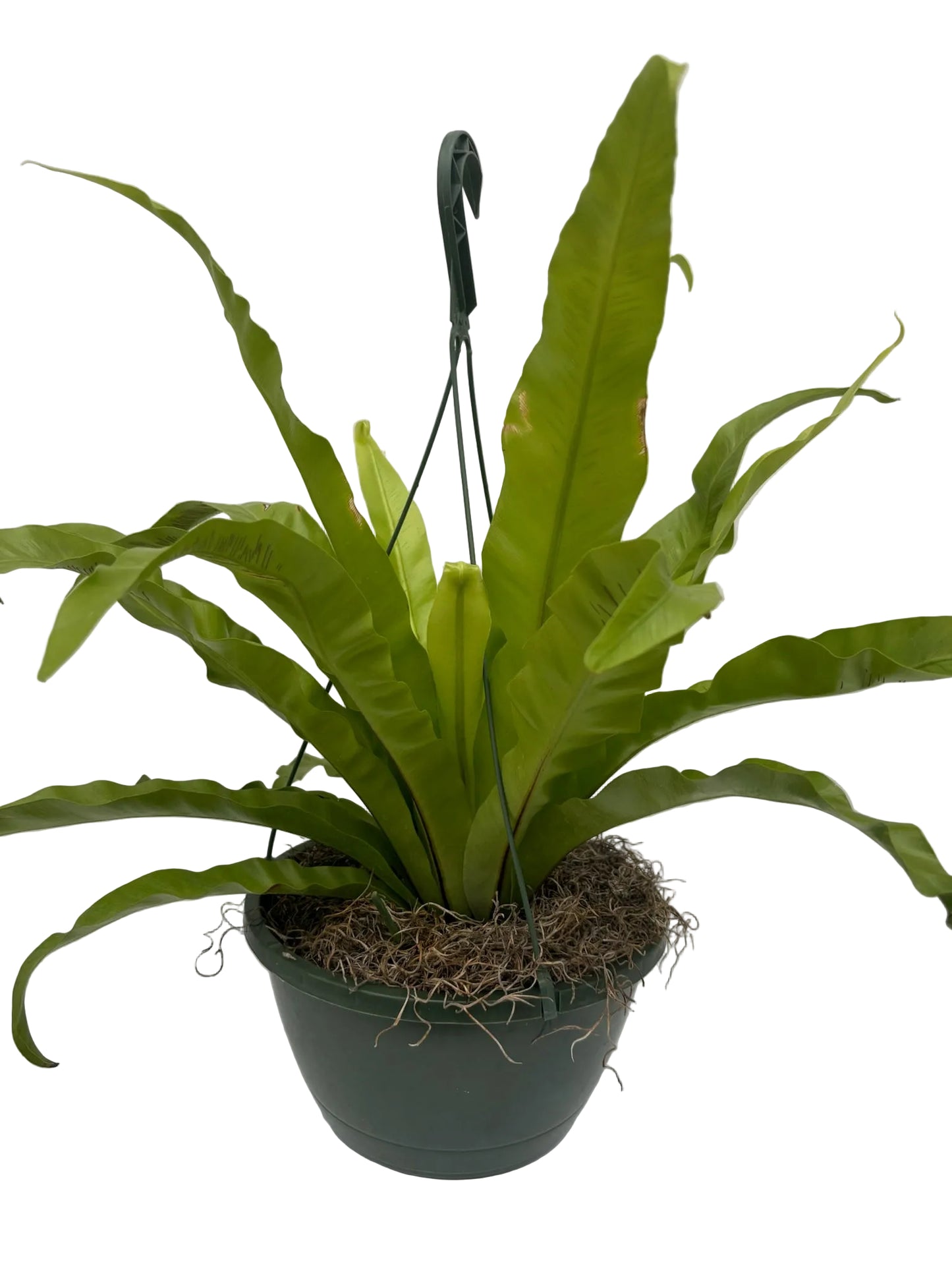 Bird's Nest Fern (Asplenium nidus)