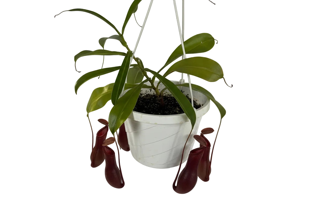 Pitcher plant