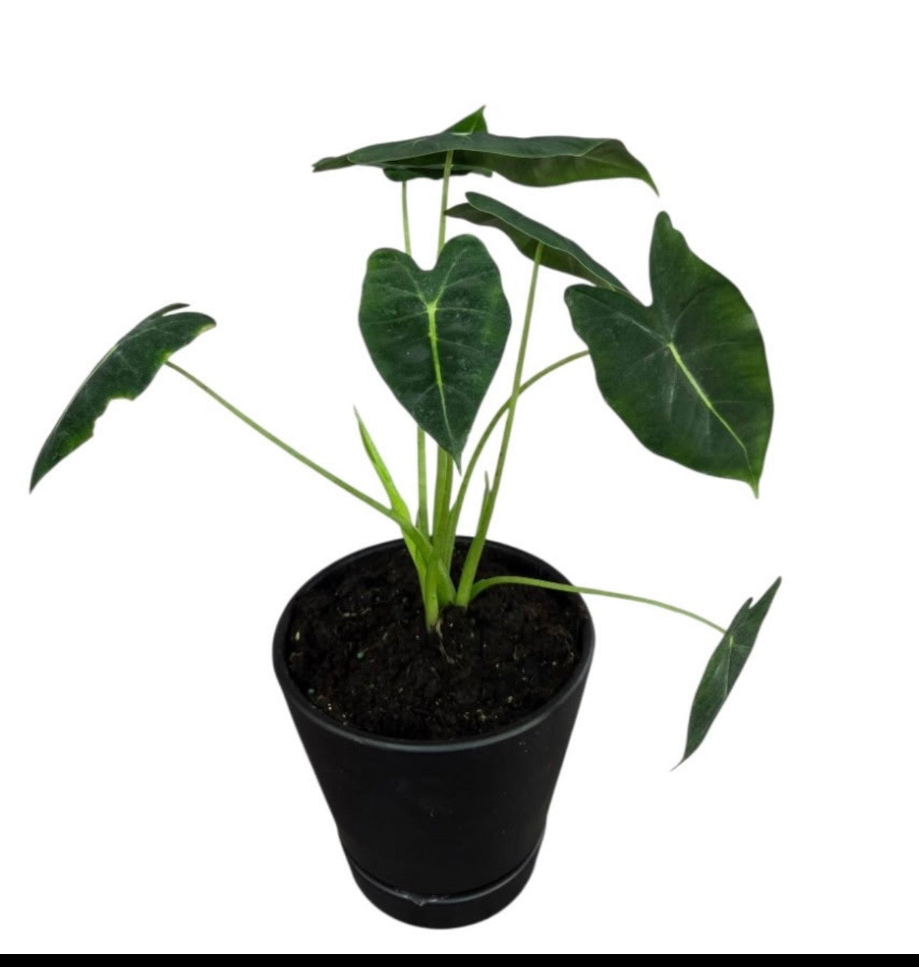 Alocasia - Frydek