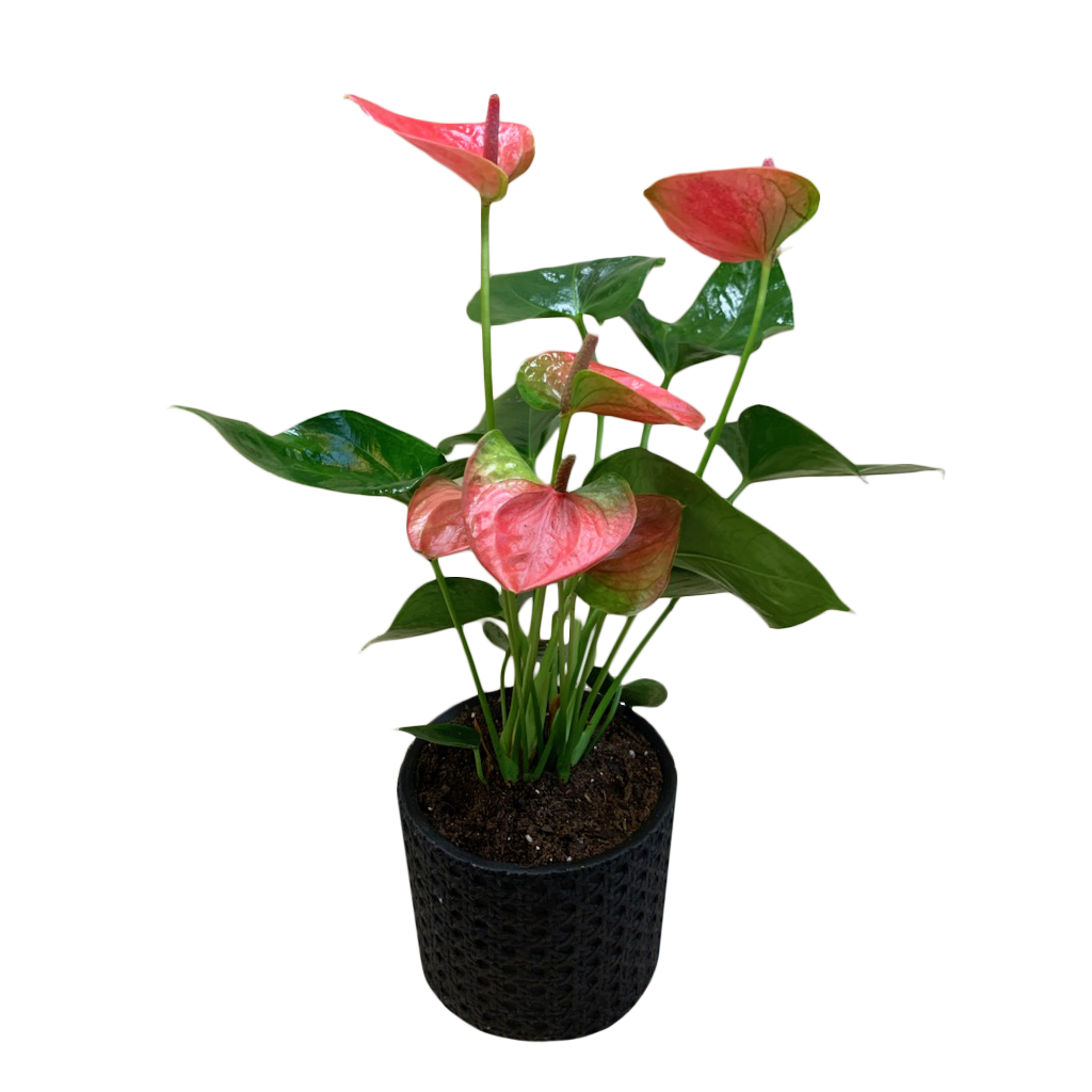 Anthurium - Plant
