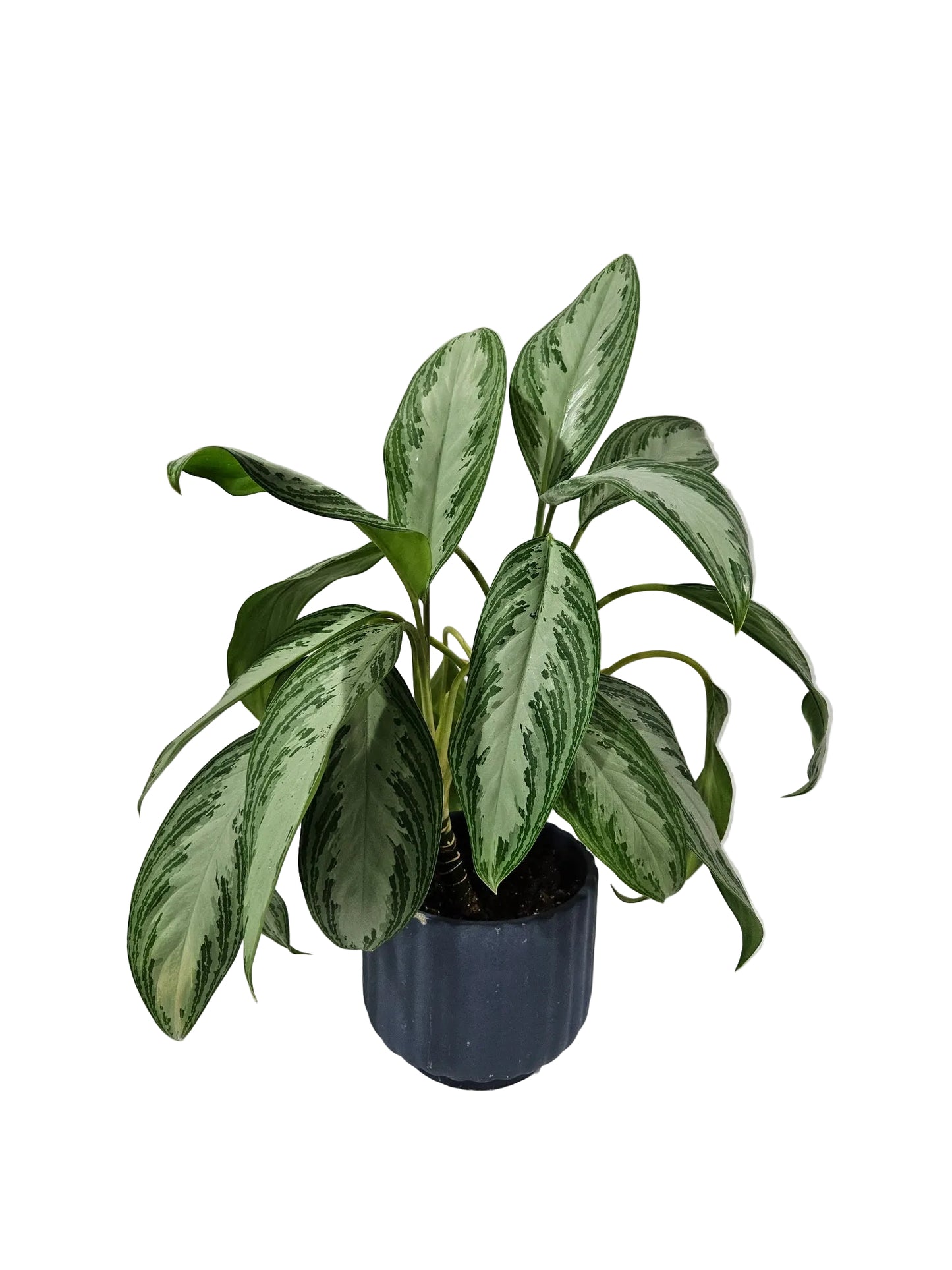 Aglaonema - Silver Bay