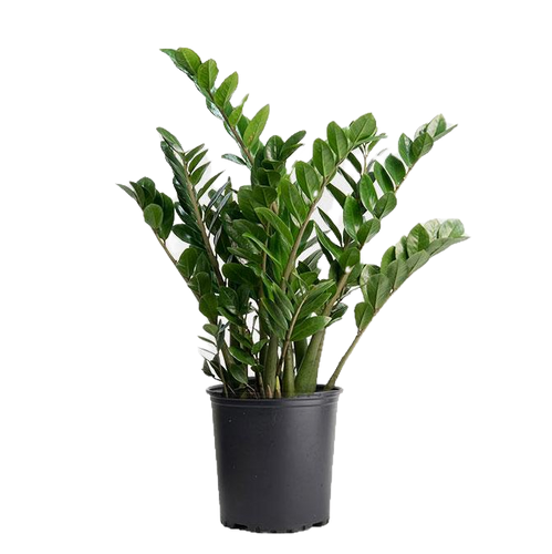 where to buy a zz plant in store ZZ Plant – The Garden of Eden Flower Shop