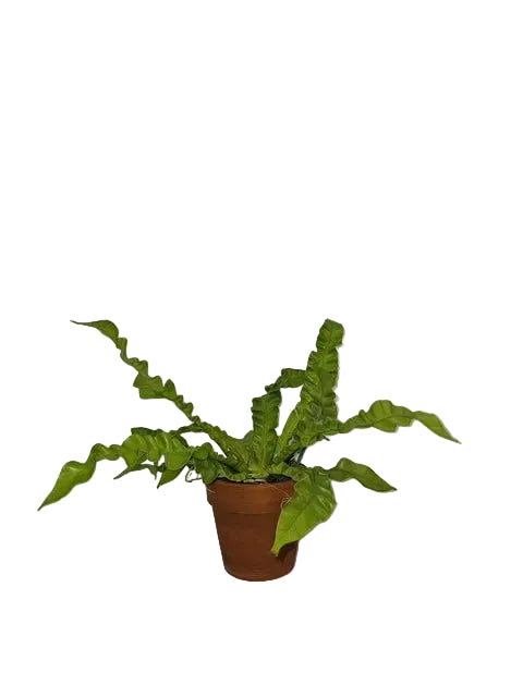 Crispy Wave Fern – The Garden of Eden Flower Shop