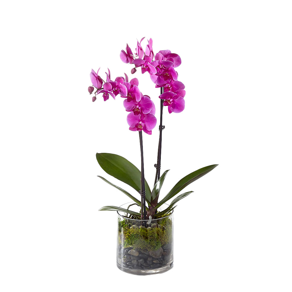 Double Orchid Plant