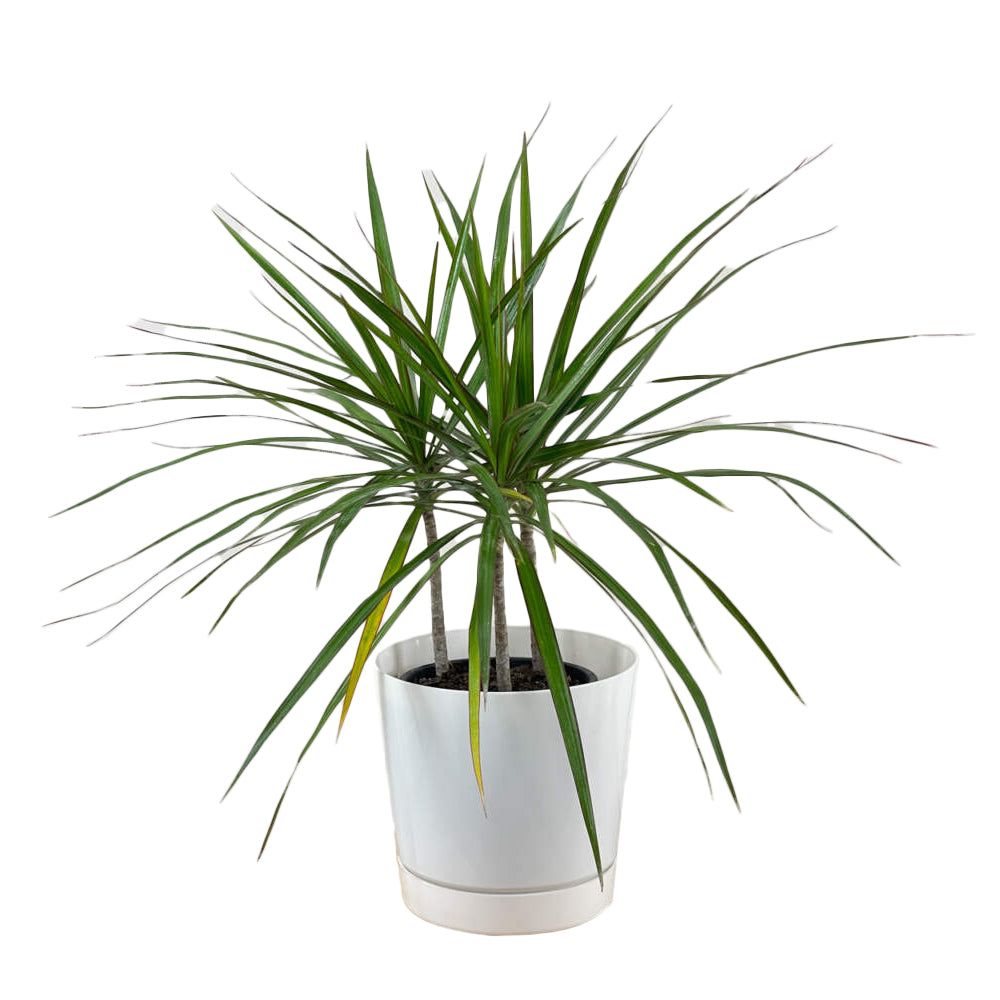 dracaena dere plant Dracaena “Madagascar Dragon Tree”