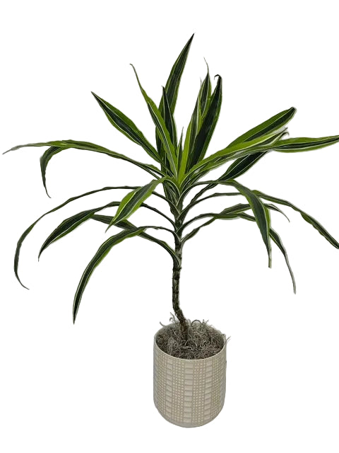 Dracaena – The Garden of Eden Flower Shop