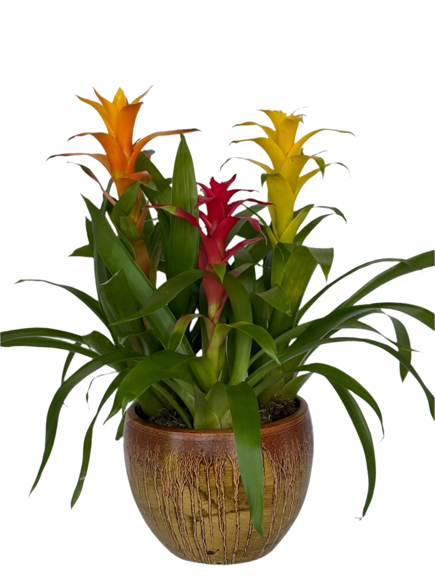 Bromeliad Garden