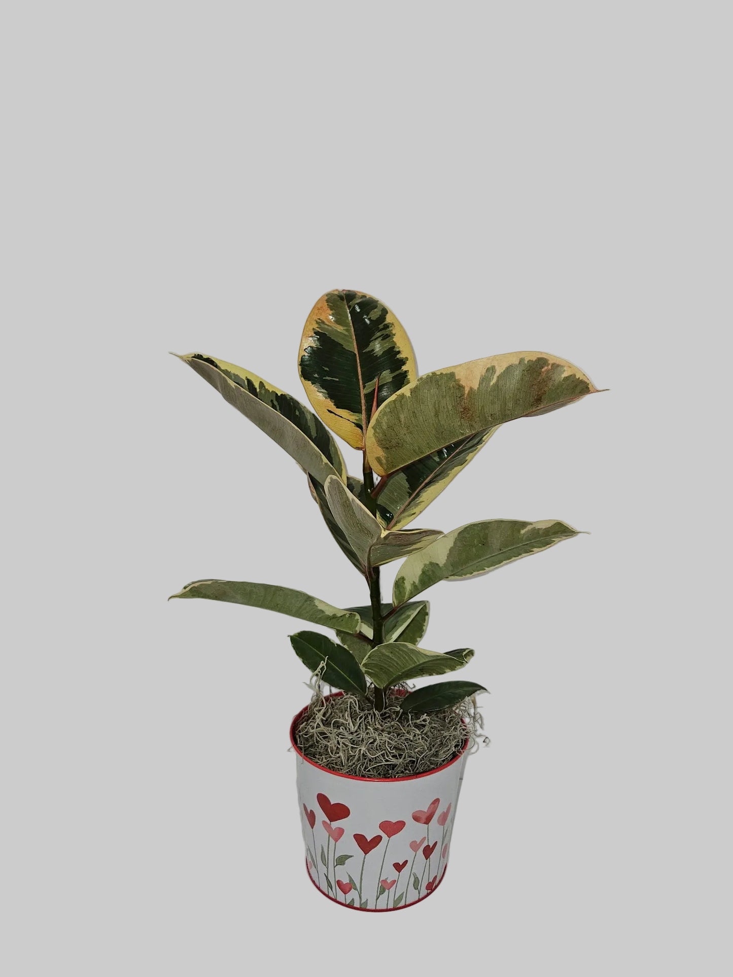 Ficus Plant - Assorted
