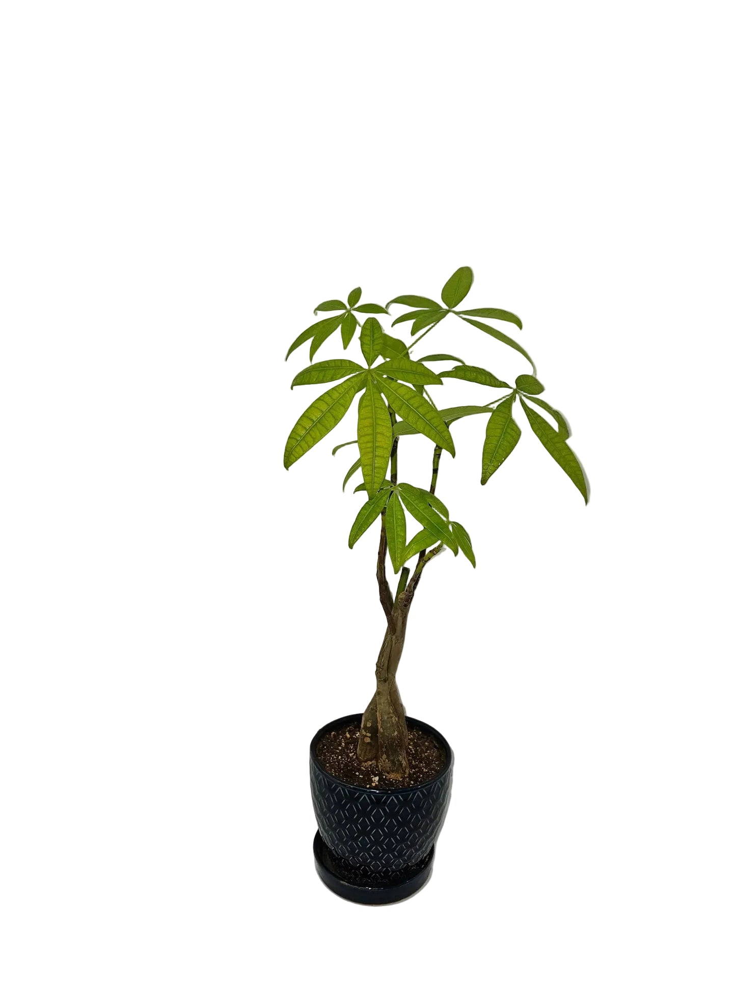 Guiana Chestnut