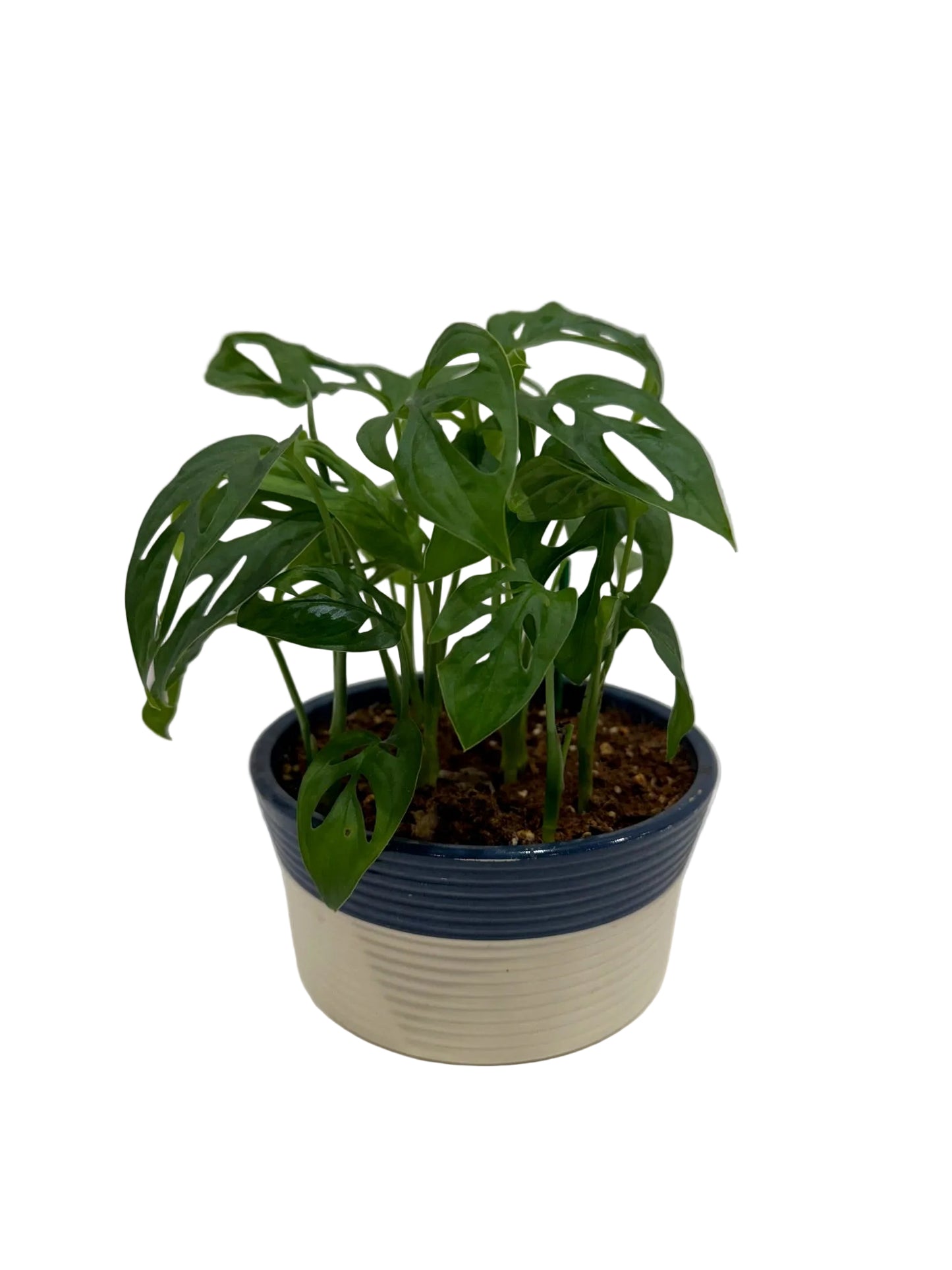 Swiss Cheese Plant
