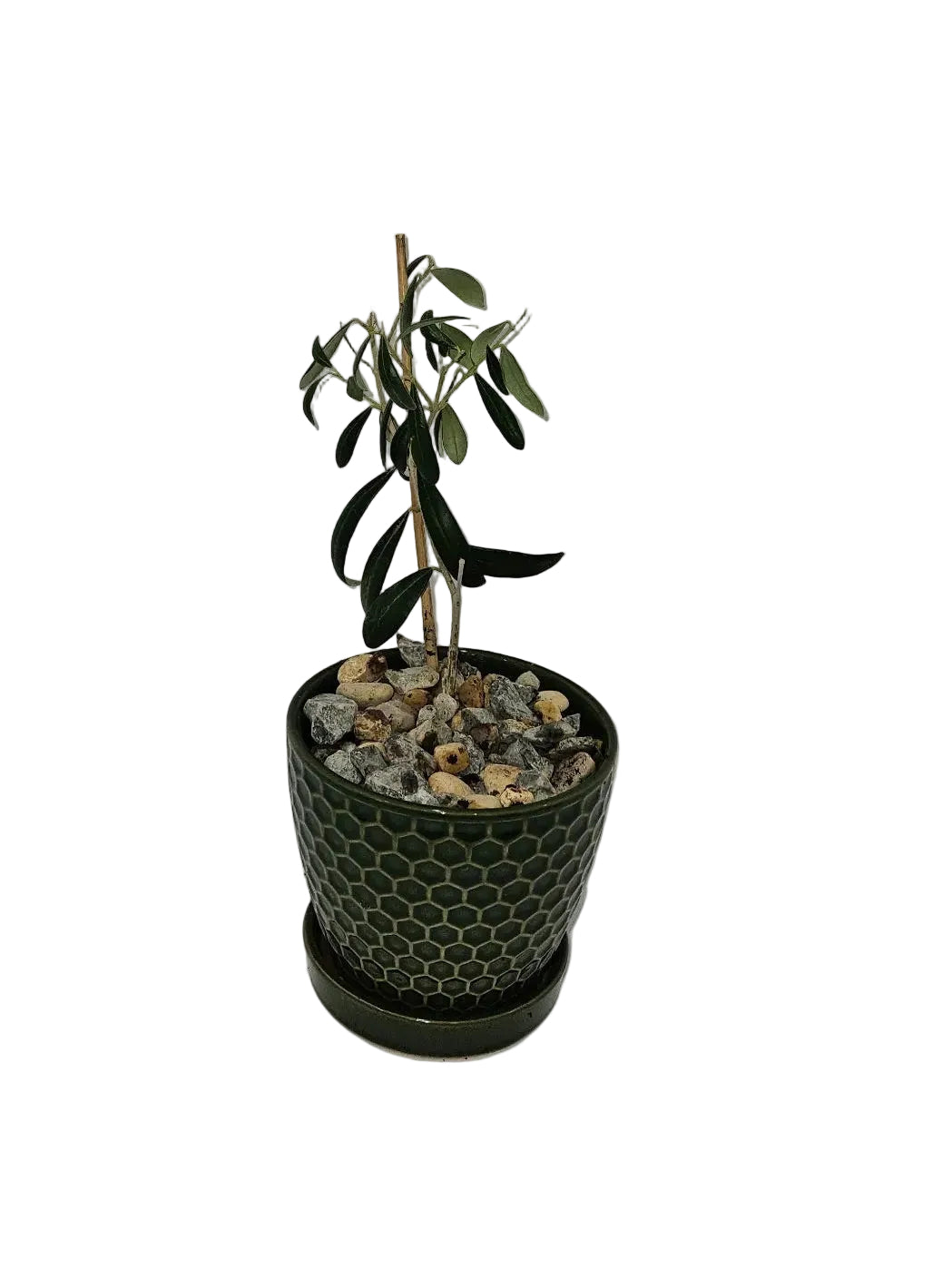 Olive Tree
