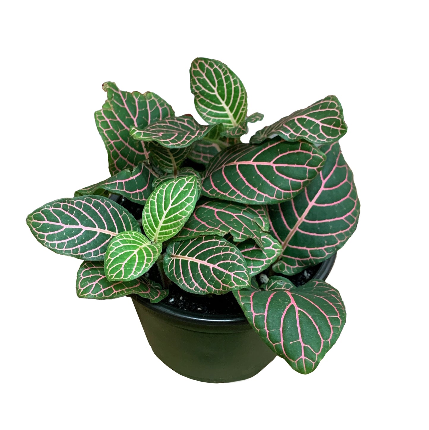 Fittonia Plant