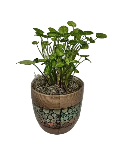 Syngonium