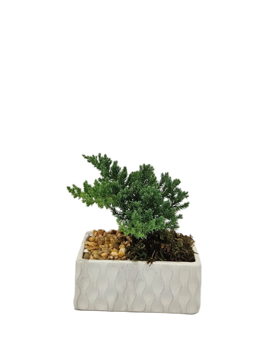 Bonsai