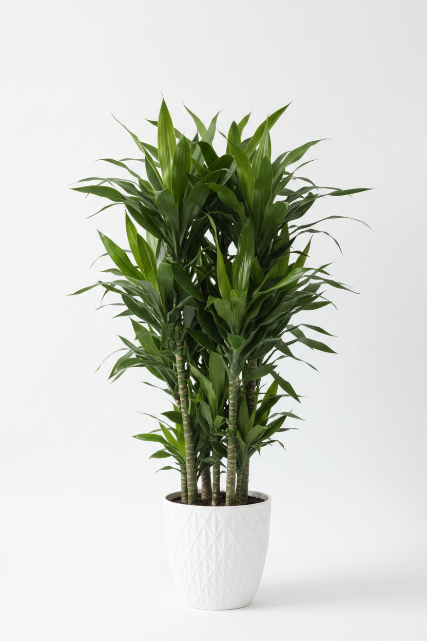 Dracaena Janet Craig