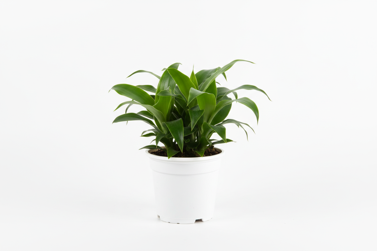 Dracaena Janet Craig