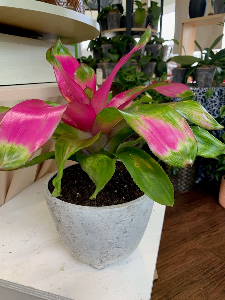 Bromeliad Neoregelia Donna