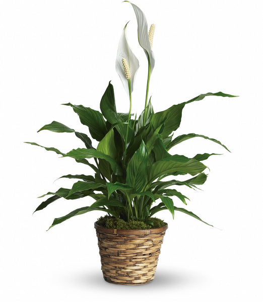 Peace Lily Plant – The Garden of Eden Flower Shop