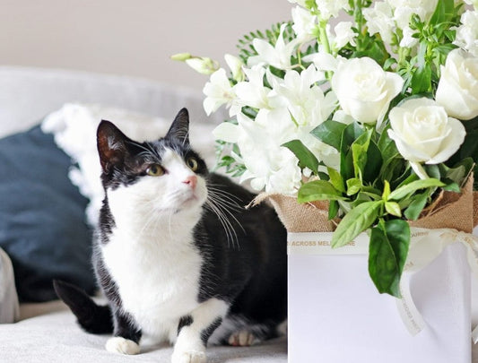 Pets & Flowers