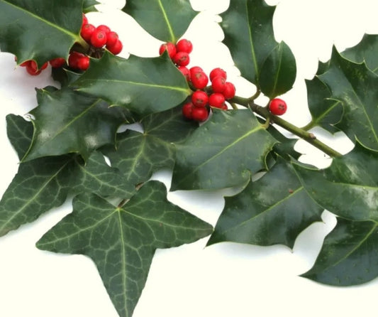 The Holly and the Ivy