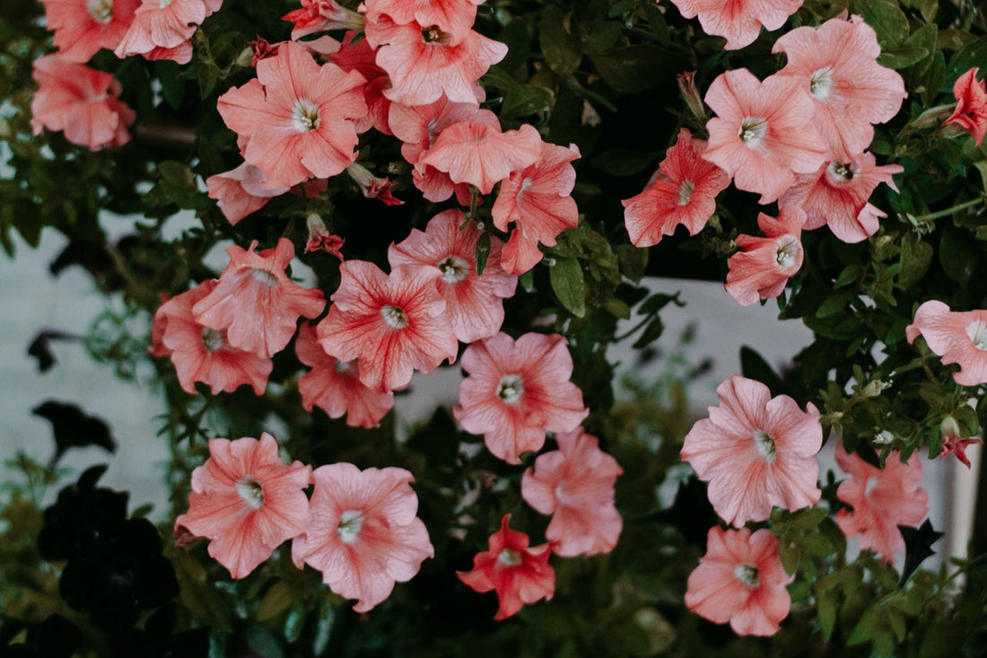 Feature Flower Friday: Petunias