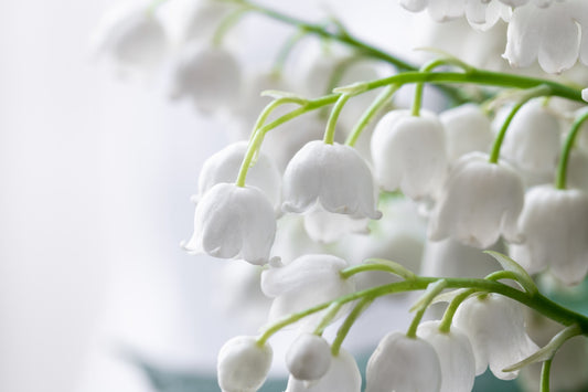 Feature Flower Lily of the Valley - from Garden of Eden Flower Shop