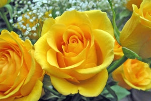 Feature Flower Friday: Yellow Roses - from Garden of Eden Flower Shop