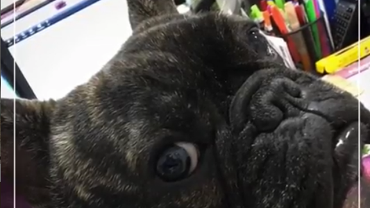 Bugsy The Flower Frenchie - Christimas Time at the Garden of Eden