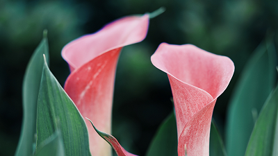 Calla Lily Wedding Flowers Meaning