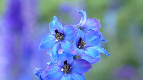 Feature Flower Friday: Delphinium