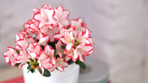 Last Minute Mother's Day Flowers
