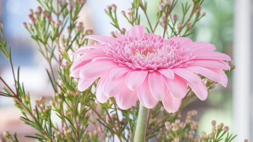 Feature Flower Friday: Gerbera