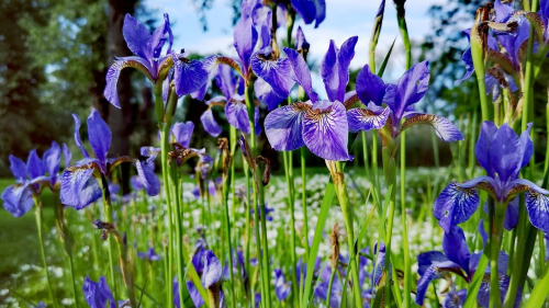 Feature Flower Friday: Irises