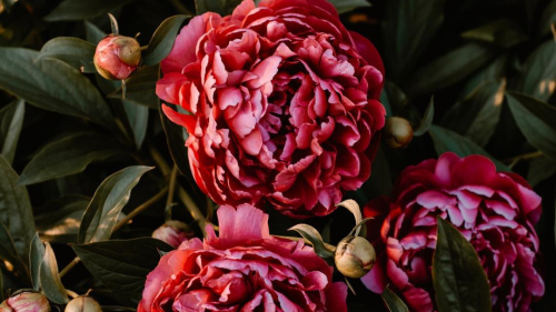 Feature Flower Friday: Peonies