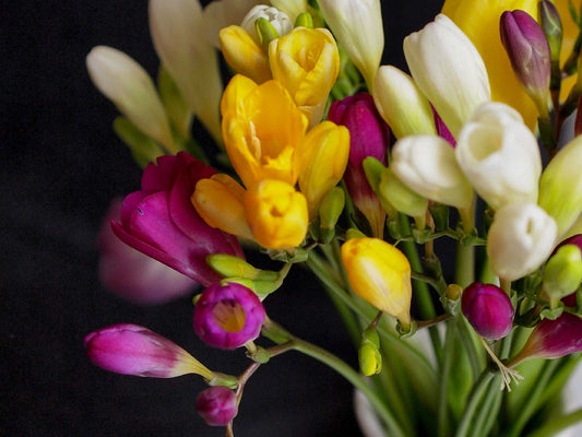 Wedding Flower 101: Meaning of the Freesia Flower