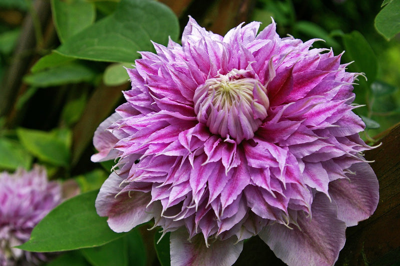 The Hidden Meaning behind the Gorgeous Clematis Bloom