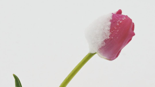 How Plants Deal With the Cold