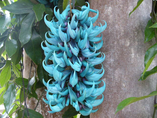 Jade Vine