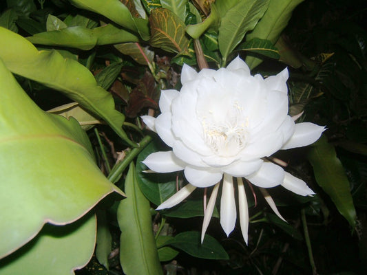 The Kadupul Flower