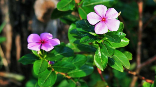 Feature Flower Friday: Periwinkle Flower