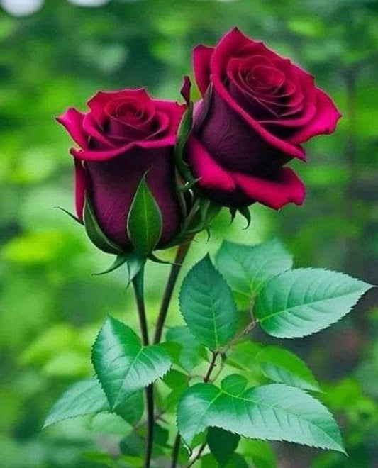 A ROSE BY ANY OTHER NAME…