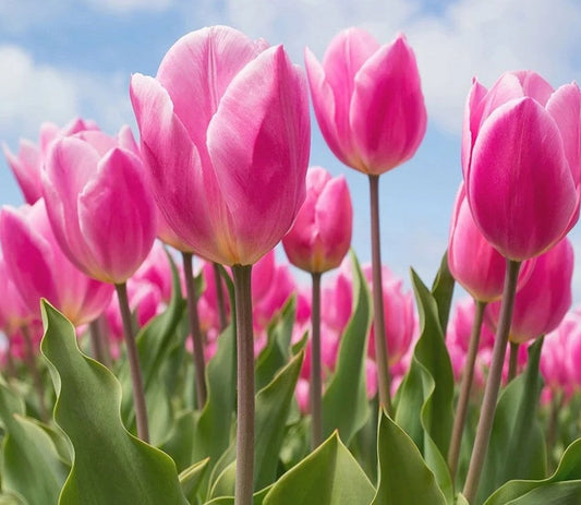 EVEN THE SOIL RESPECTS A TULIP’S PATIENCE…