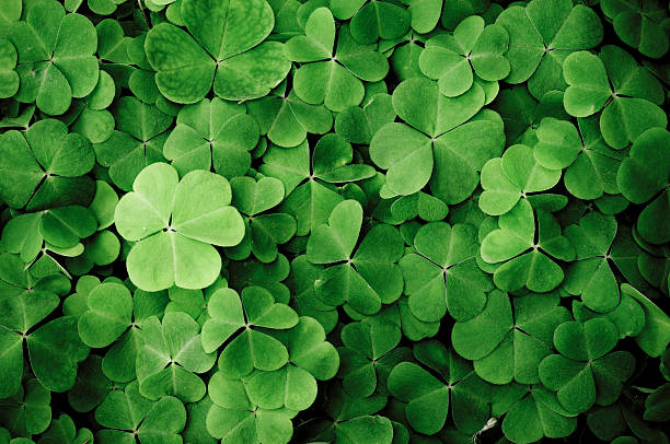 How To Take Care of Your Shamrock Plant