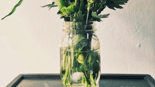 The Secret to Making Cut Flowers Last